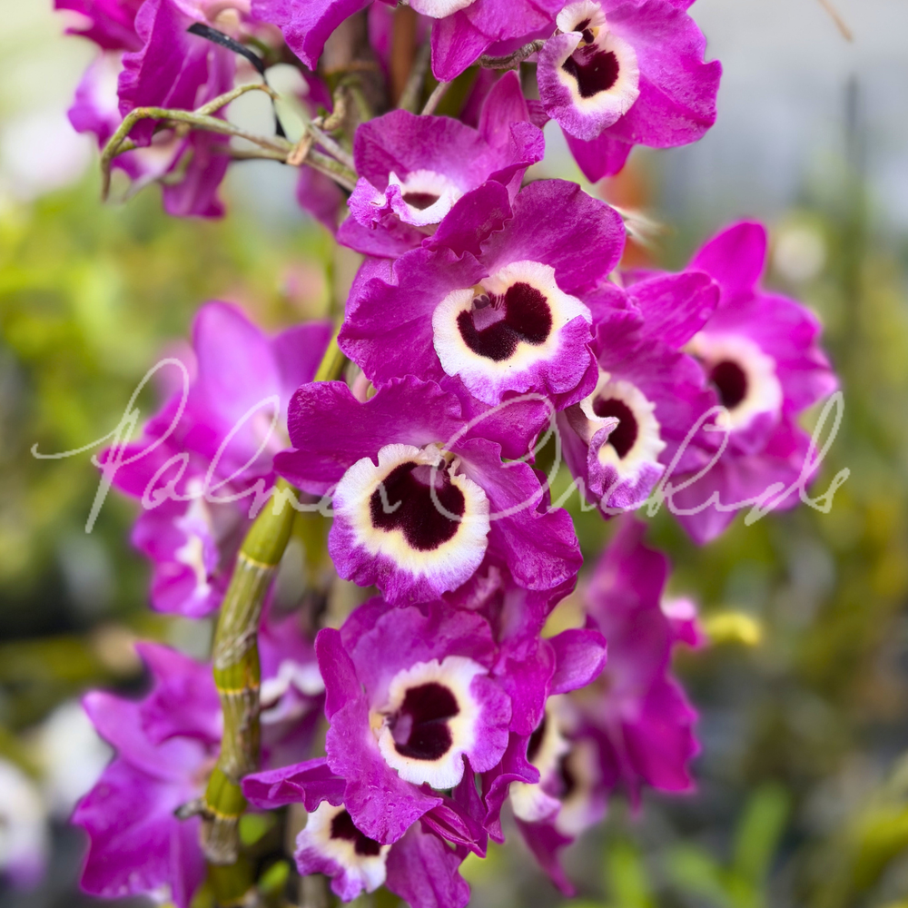 ゴールドノビレ Nobile-Type Dendrobium 4-Pack — Palmer Orchids